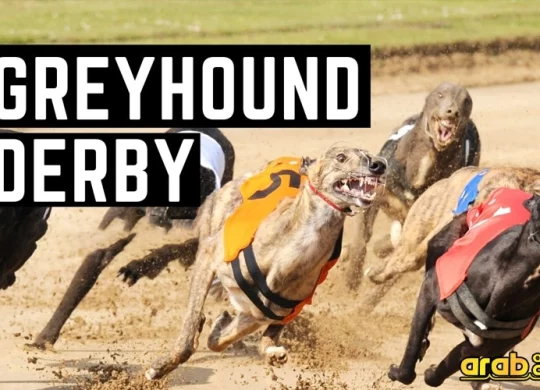 best greyhound betting strategy