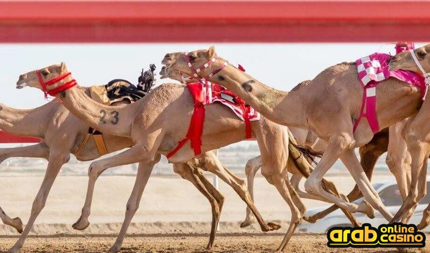 camel racing 
