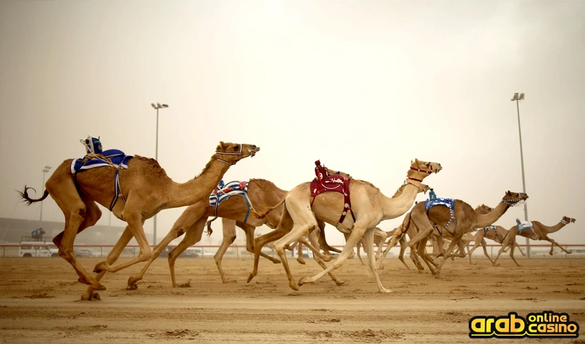 bet on camel races 