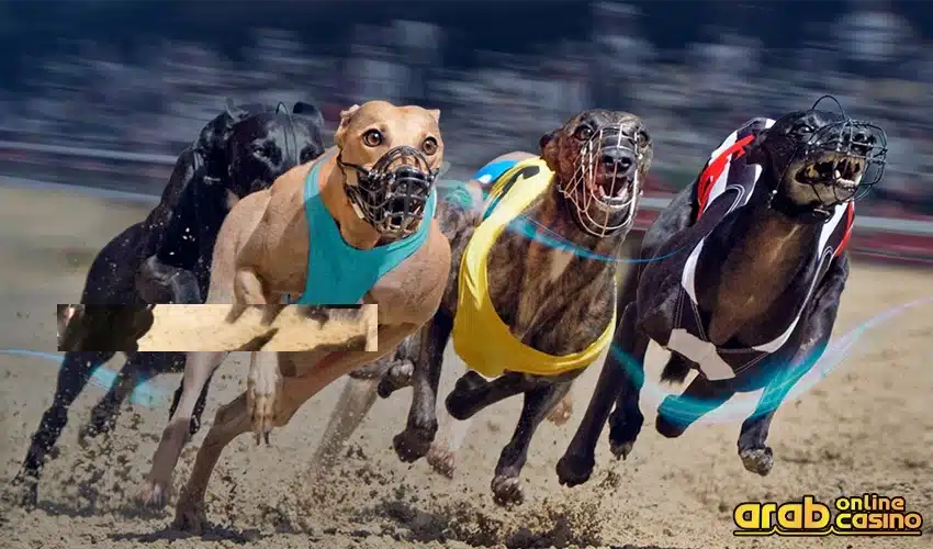 greyhound betting 
